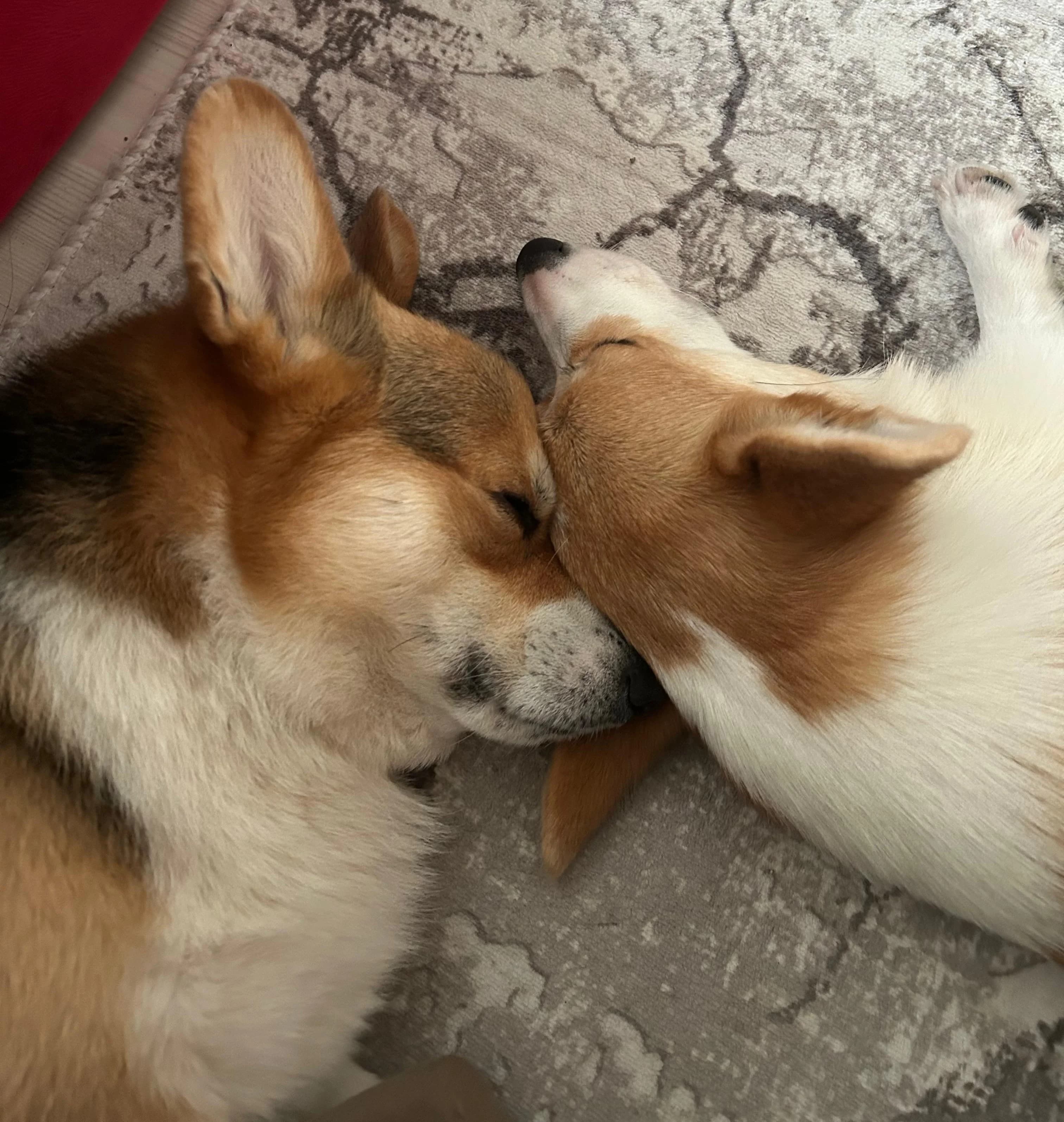 Coco und Koda als Inspiration für den Namen SolyLuna Royals