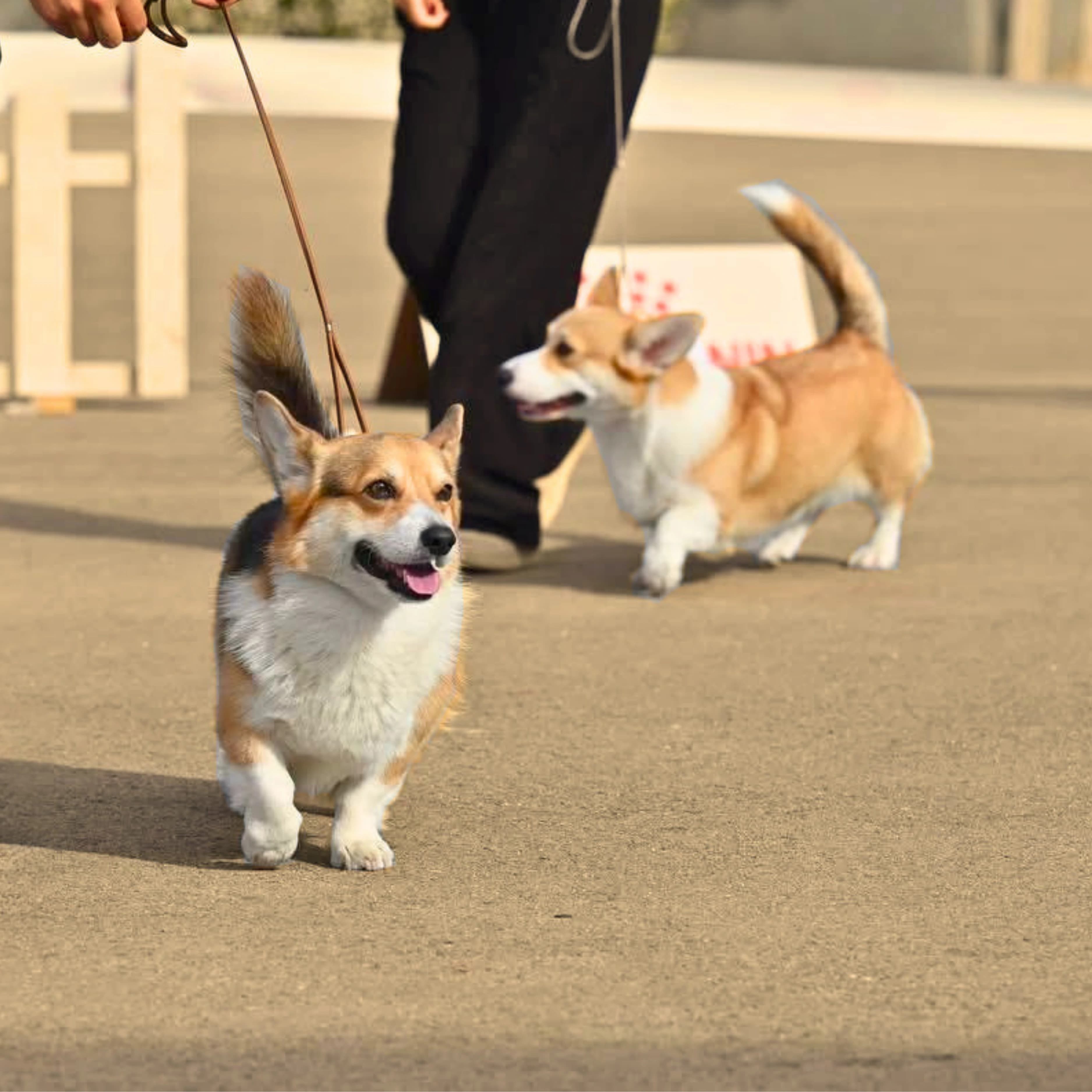 Pembroke Welsh Corgi auf einer Hundeausstellung