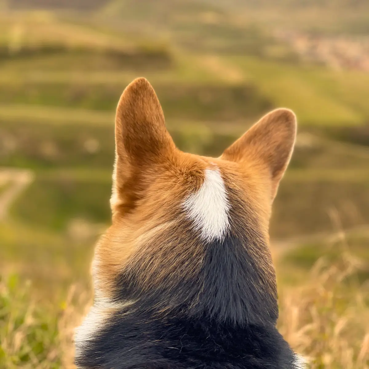 Corgi Hündin mit Welpen