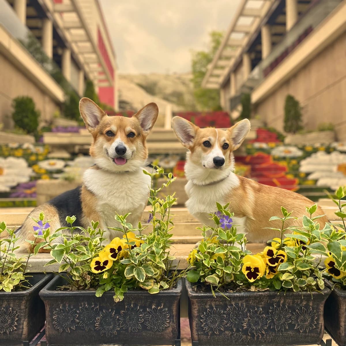 Pembroke Welsh Corgi Koda
