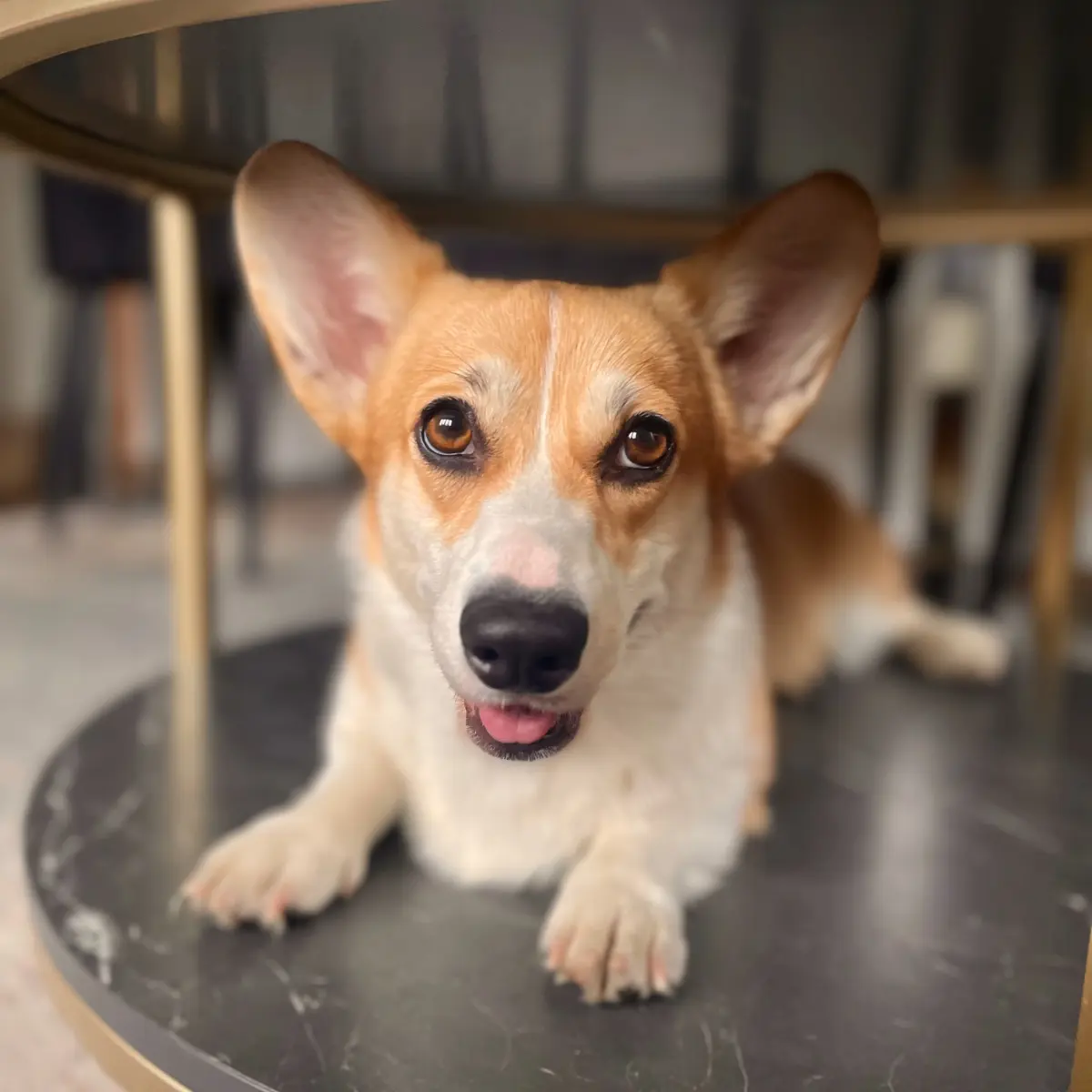 Corgi Hündin mit Welpen