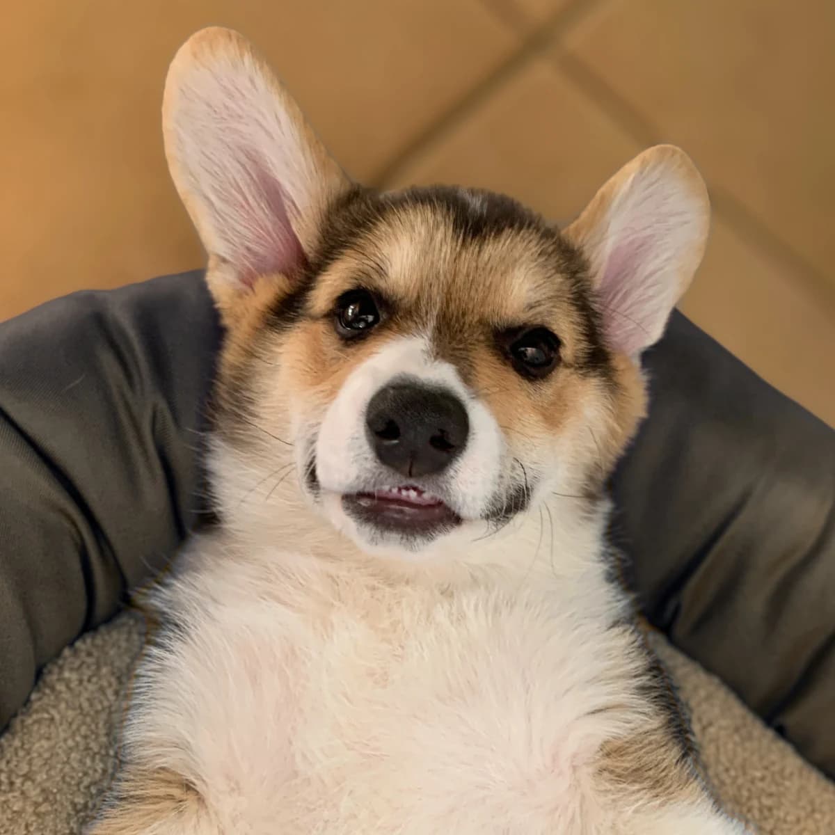 Pembroke Welsh Corgi Welpe auf einer Decke